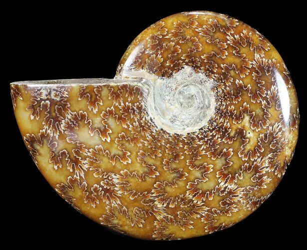 Polished, Agatized Ammonite (Cleoniceras) - Madagascar #54712